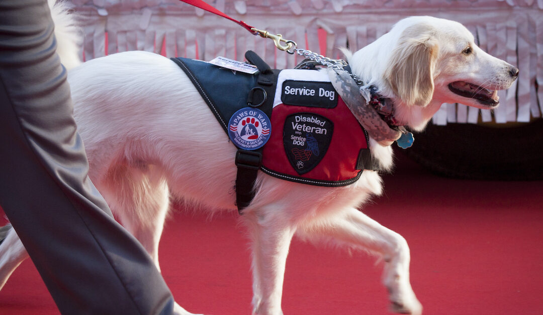 7 Key Tips For Traveling With Your Service Dog